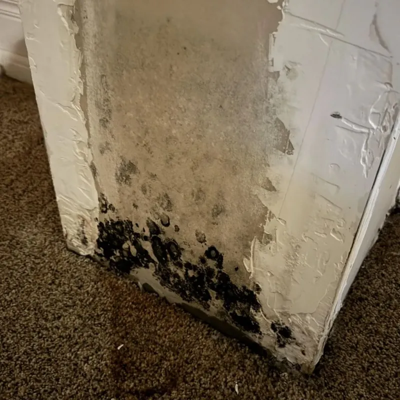 Professional Mold Removal in Hereford, TX